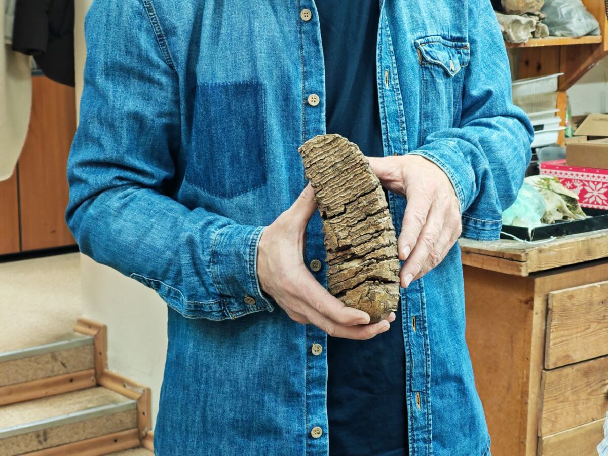 Рекордное содержание азота: причиной вымирания мамонтов было минеральное голодание