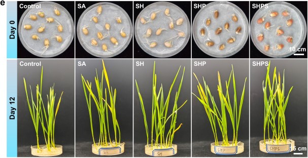 Ускорить рост пшеницы. Для повышения урожайности ученые России и Китая предложили использовать селен