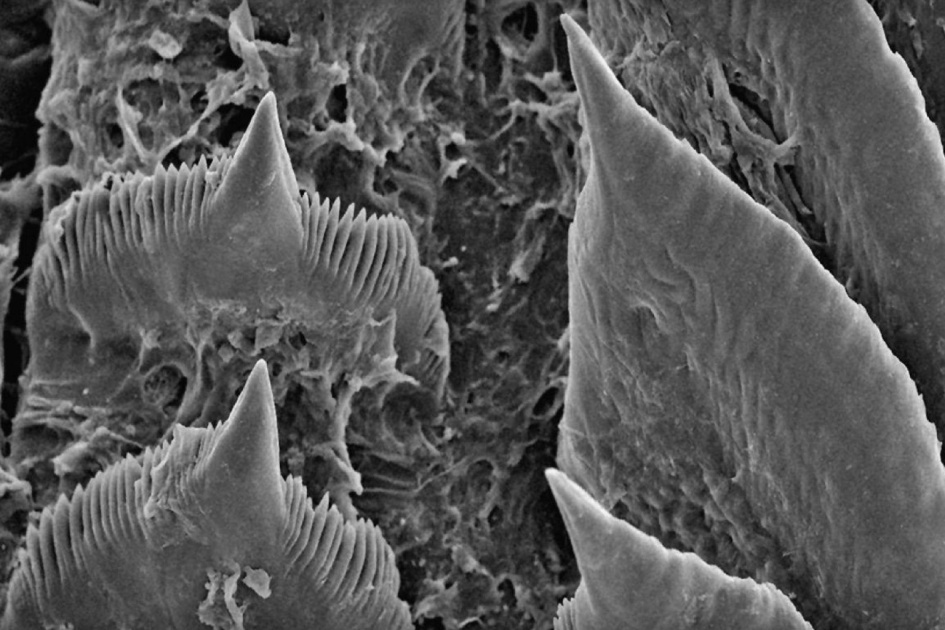 «Чудо человечное». В МГУ провели фундаментальную ревизию классификации моллюсков  