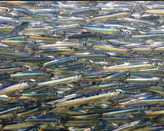 «Естественный эксперимент»: анчоус в Черном море живет не по климатическим правилам