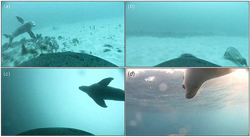 Открытие ученых: как детеныши австралийских морских львов учатся добывать пищу