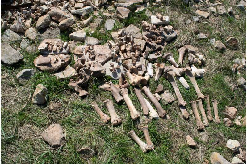 Загадка Бергстрома. Почему охотники бросили «хлебное» место, хотя бизоны там остались?        