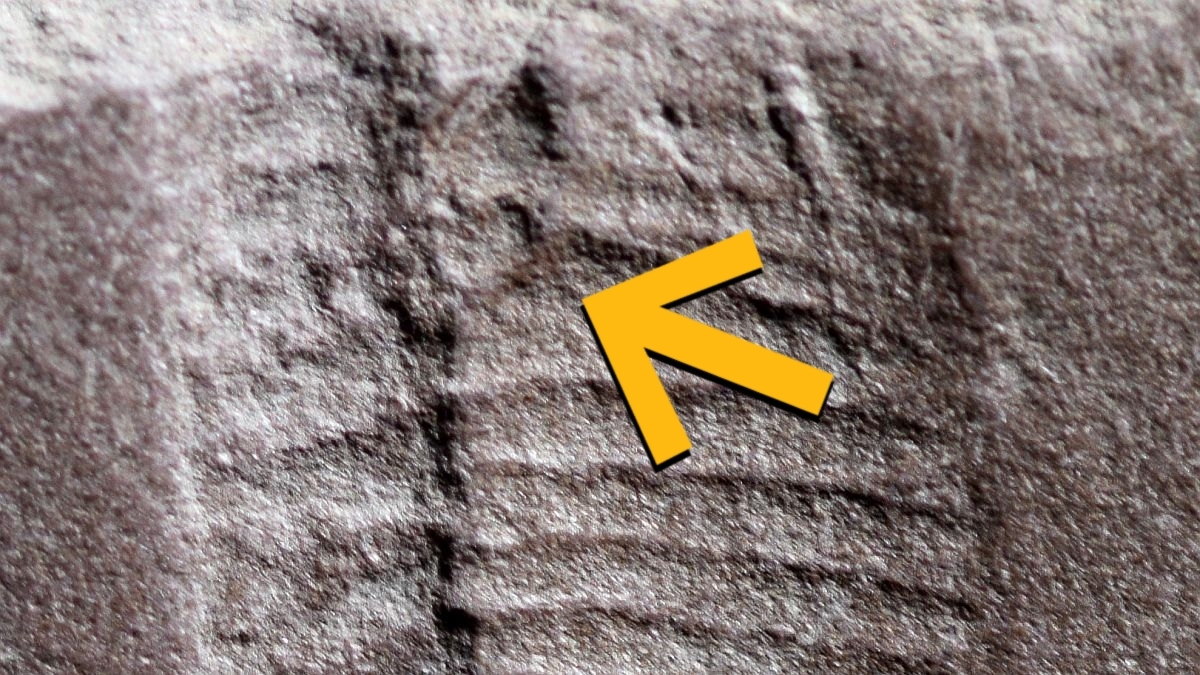 В Германии нашли древнейший «отпечаток» рептилии — с неожиданной деталью