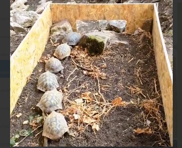 Остров отчаяния. От постоянных домогательств самцов у самок черепах формируется тяга к суициду