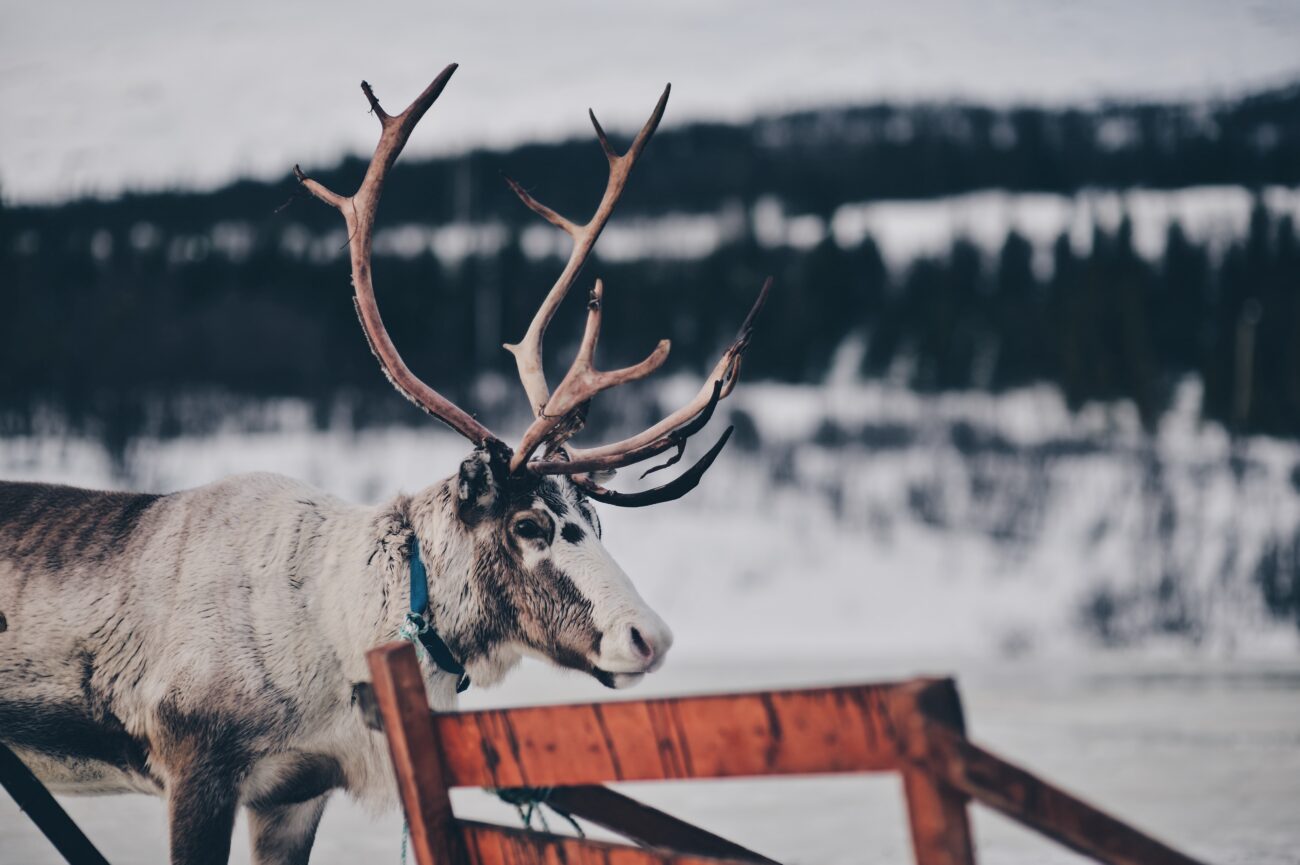 Спасти от вымирания. Ученые РАН бьют тревогу из-за катастрофически низкого количества эвенкийских оленей