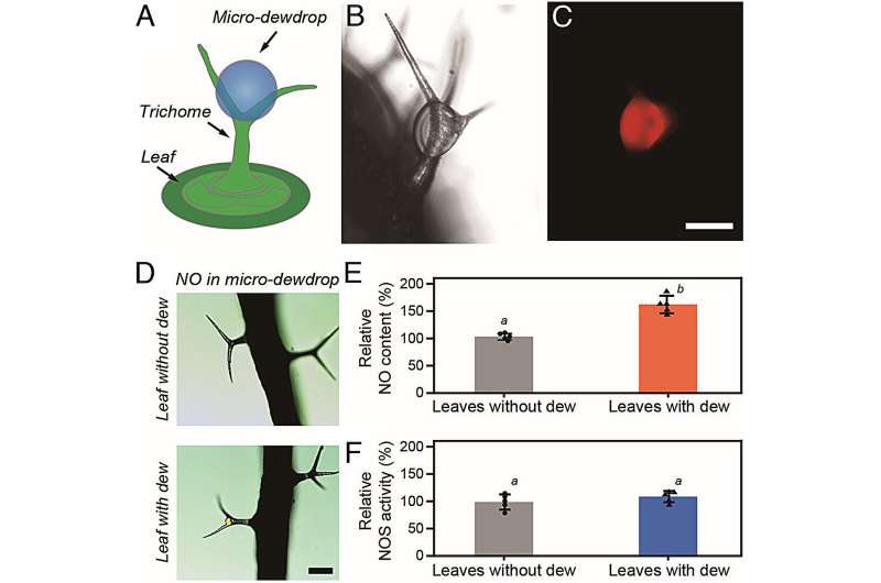 Тайный код, спрятанный в утреннем сиянии: ученые расшифровали неожиданный сигнал, меняющий график всей природы