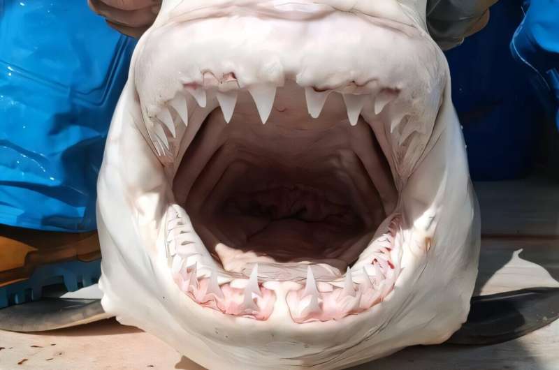 Неожиданная встреча в испанских водах проливает свет на тайну средиземноморских белых акул