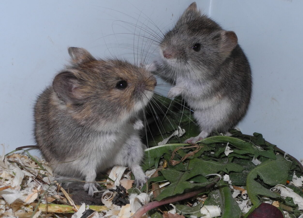 Пример видообразования в реальном времени: ольхонская полевка становится новым видом