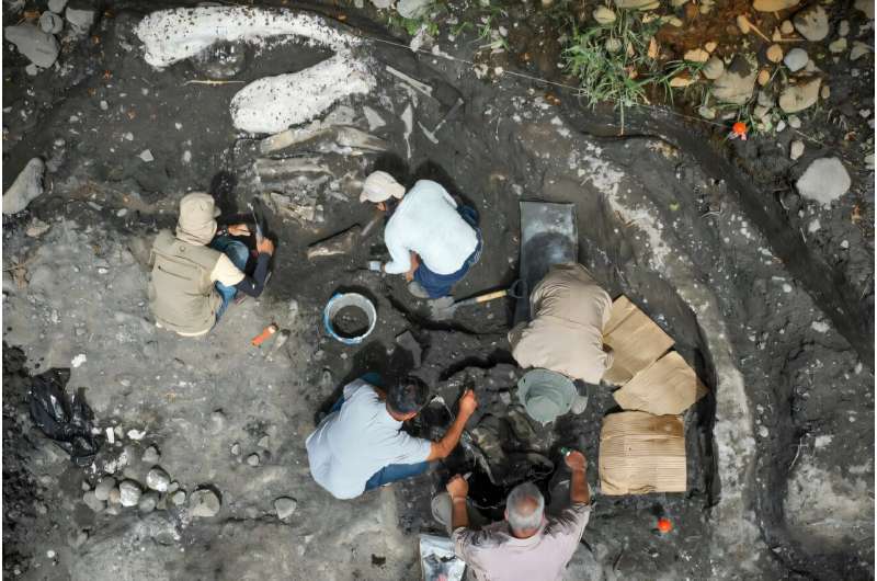 Палеонтологический прорыв в Коста-Рике: найдены мастодонт и гигантский ленивец возрастом около 40 тысяч лет