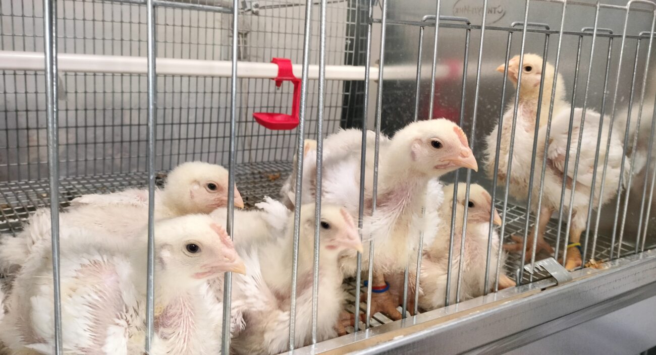 Без антибиотиков: небольшое количество пищевой добавки из сибирской лиственницы ускорило рост цыплят-бройлеров