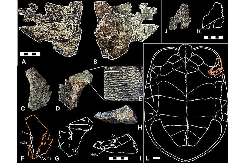 Окаменелости «Донателло». Находка палеонтологов сужает временную шкалу миграции видов в меловом периоде