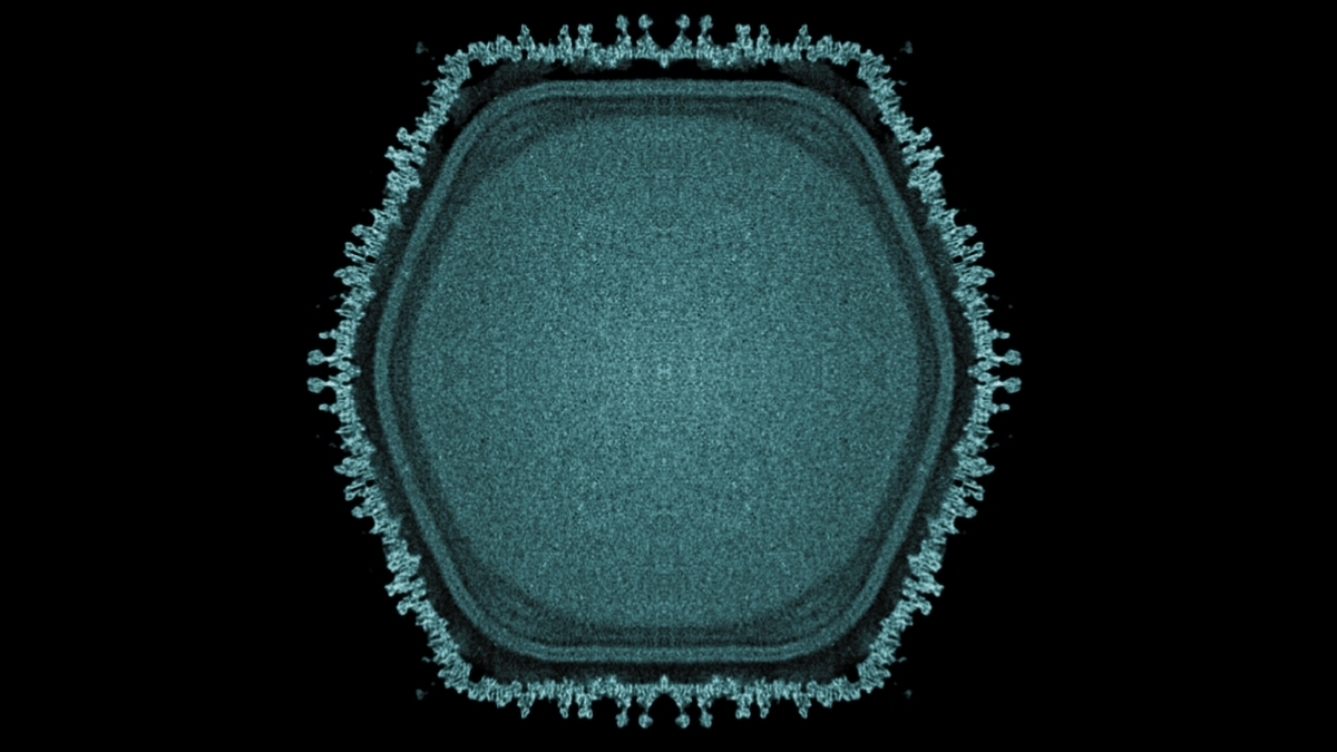 В Японии нашли гигантский вирус: он строит внутри клетки «целую фабрику»