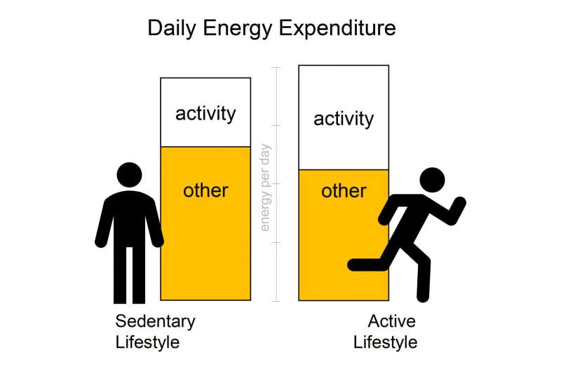 Открытие ученых: спортзал не сжигает столько калорий, как принято считать. Почему?