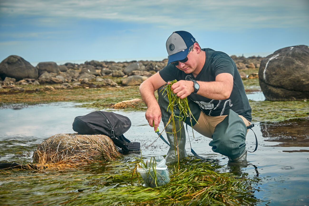 Из дальневосточных водорослей будут делать лекарства, косметику и эко-упаковку
