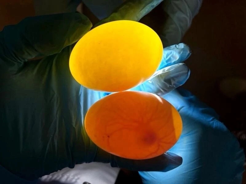 Укреплять эмбрионы изнутри. От стресса к успеху: как простой раствор повышает жизнестойкость птенцов