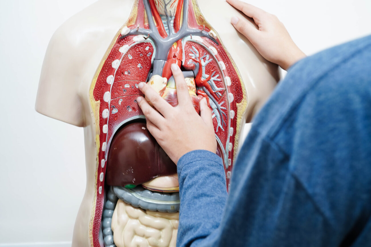 Органы в пробирке: «живые мешочки» могут перевернуть медицину, но как быть с вопросами этики?