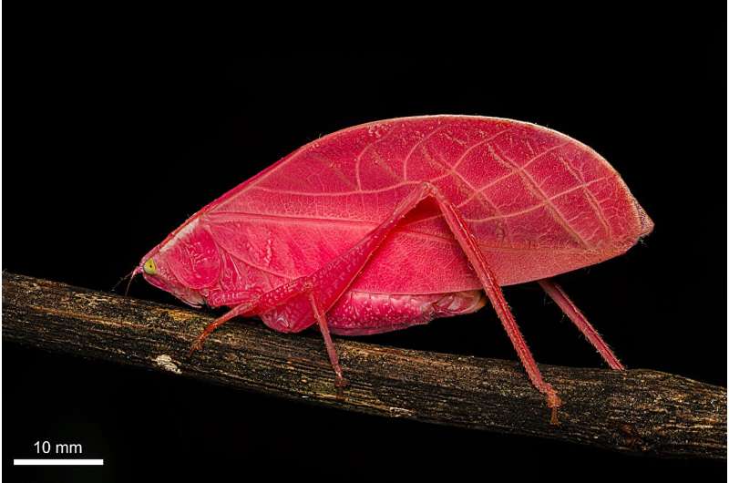 От розового к зеленому: как тропический кузнечик-лист имитирует молодую листву, чтобы выжить в джунглях