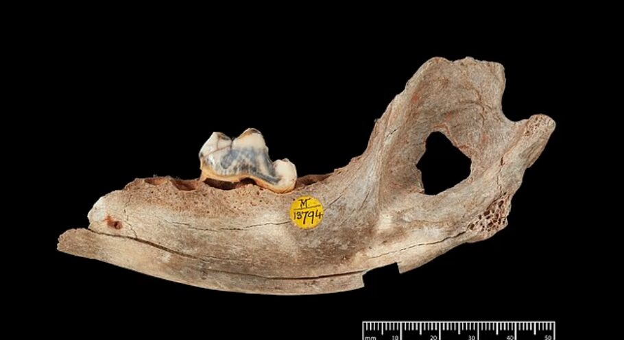 Долгая-долгая дружба: что скрывают кости из пещеры и древнего захоронения