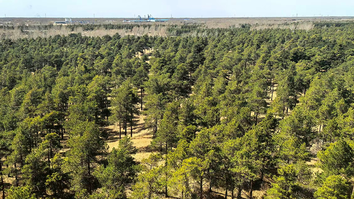 Даже эта пустыня начала забирать углекислый газ из воздуха