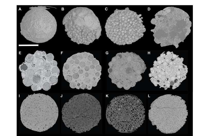 Загадка Вэньганя: древние «эмбрионы», которые оказались не животными