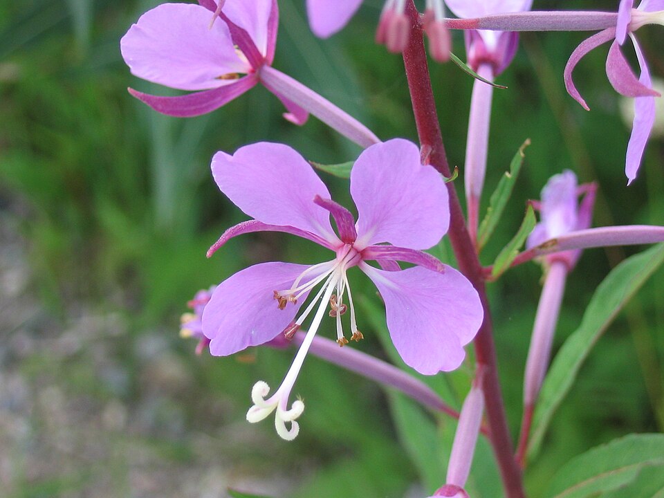 Под лупой науки: в образцах популярного травяного напитка нашли вредные «посторонние» растения