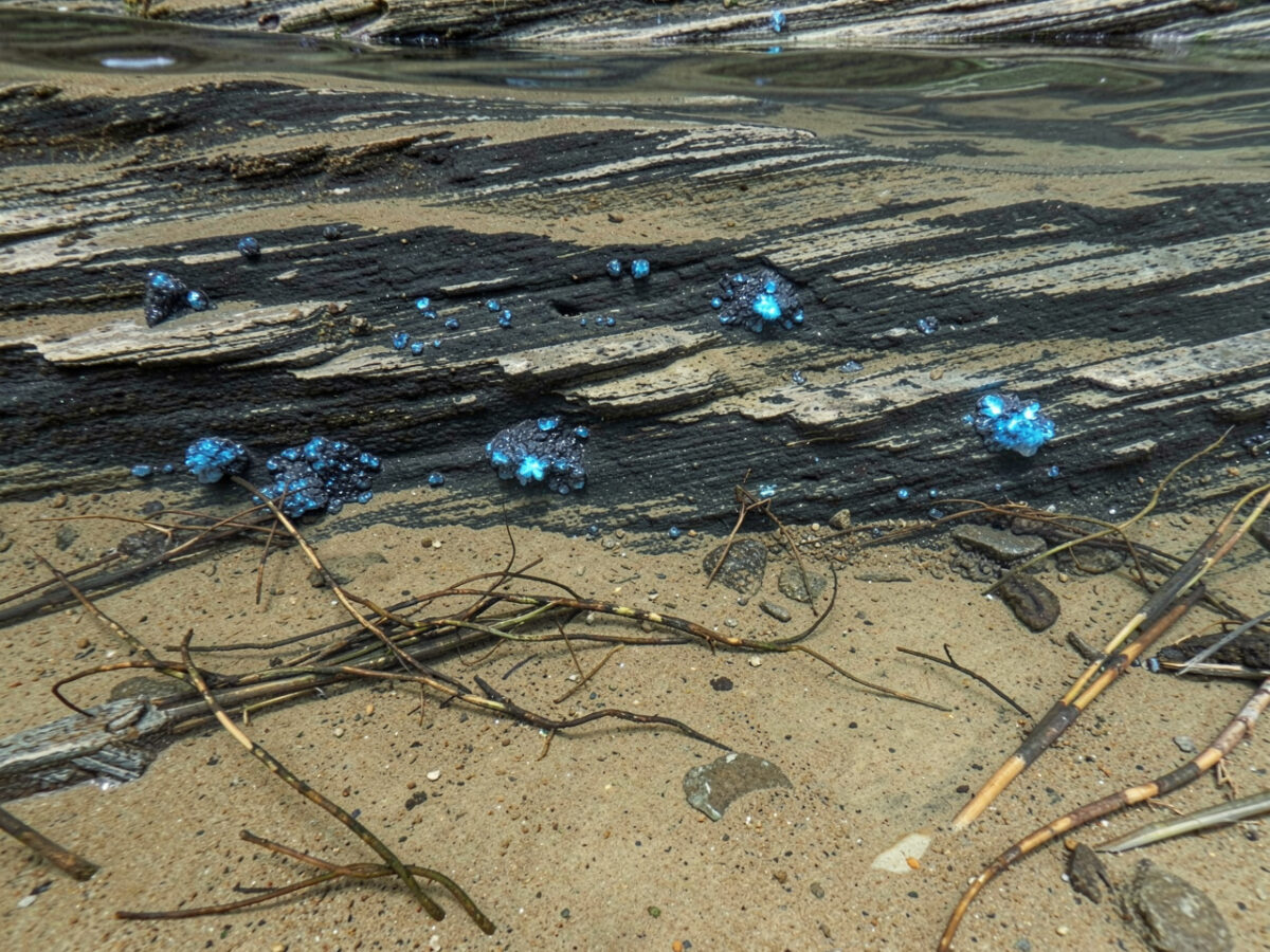 Секрет зеленой беды: откуда берется фосфор в самых чистых водоемах