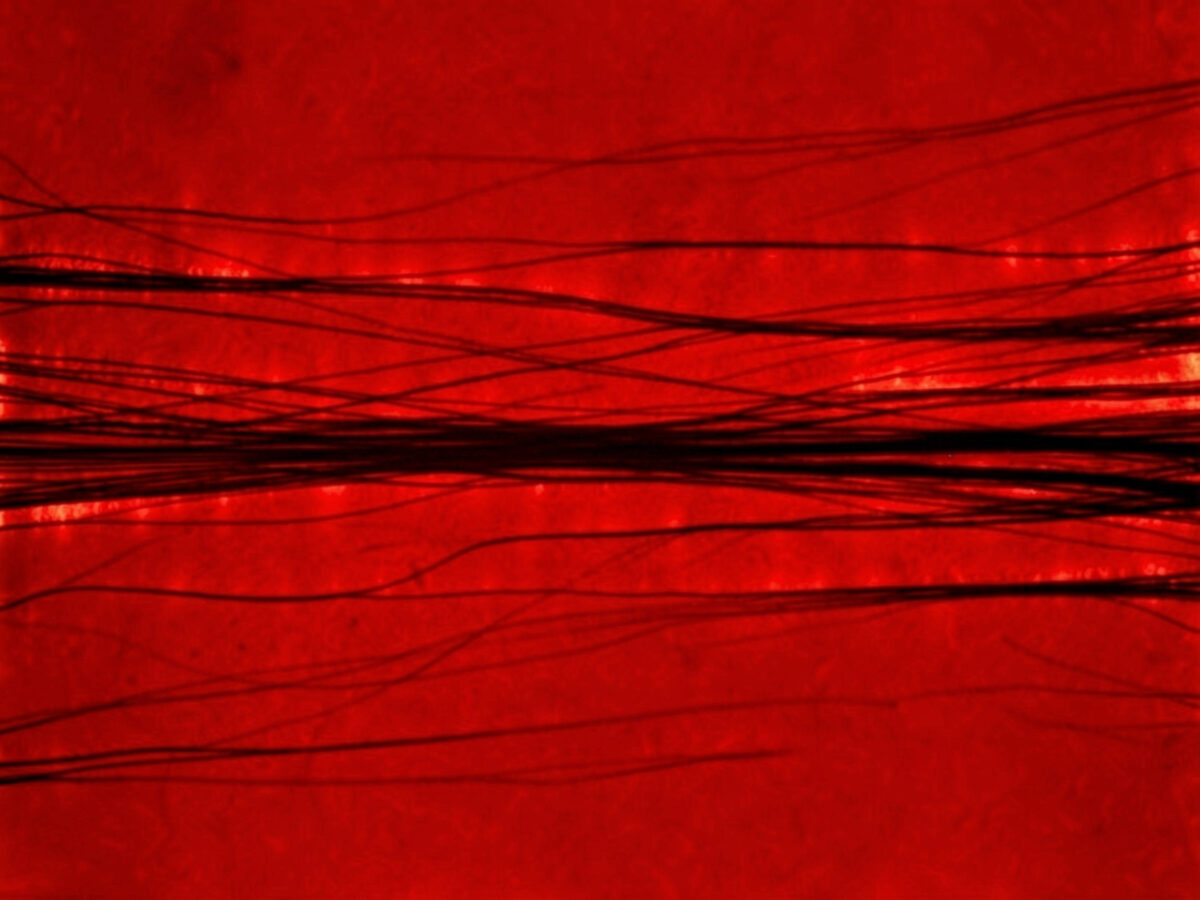 Незримый ритм Солнца: его волокно покачивается в такт глубинной пульсации