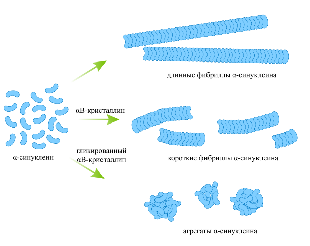 От диабета к защите мозга: как опасное для диабетиков соединение усиливает белок-«щит» против Паркинсона