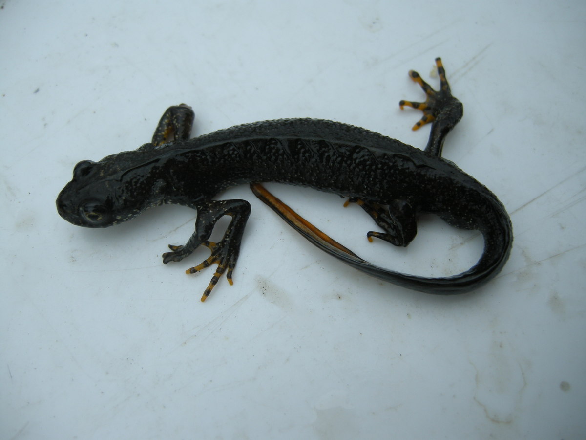 Для спасения вымирающего вида. Биологи изучат краснокнижного гребенчатого тритона на Среднем Урале