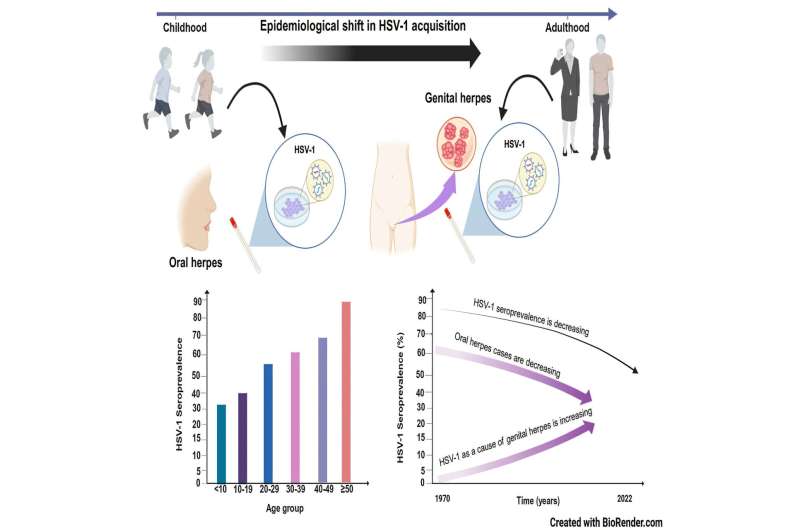 Как патоген создает вирусные «фабрики». Вирус простого герпеса способен разжижать ядра клеток
