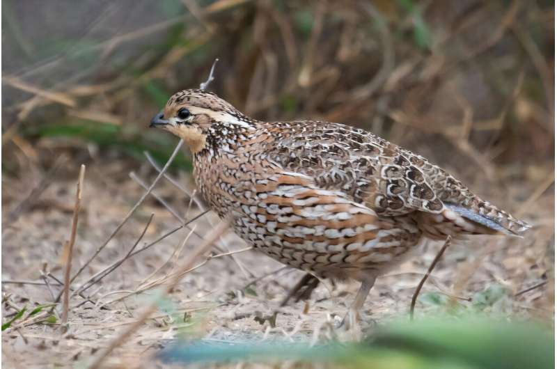 Невидимая битва за выживание: как перья птиц излучают тепло в космос и что это значит для будущего в мире жары