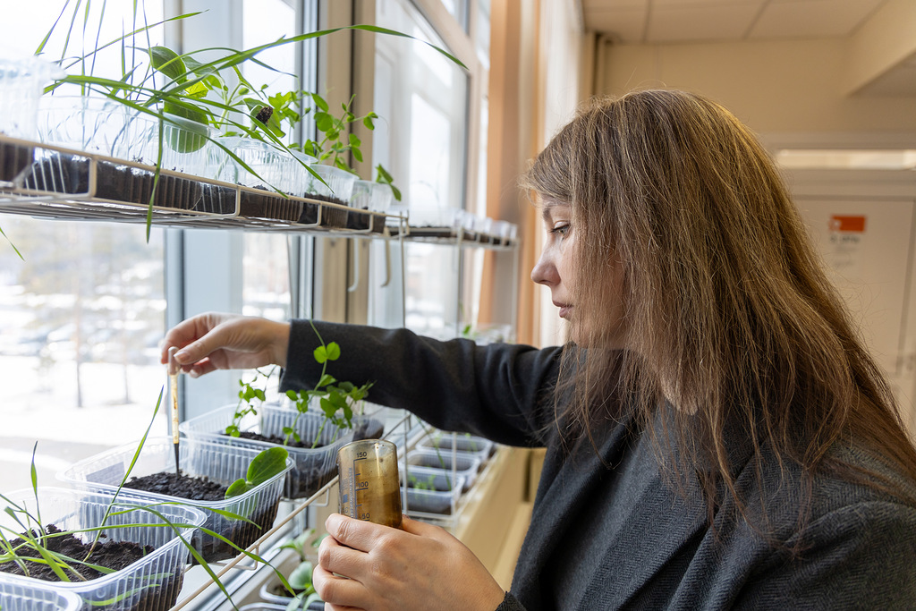 Сибирские ученые создадут каталог растений для восстановления уязвимых почв Российской Арктики