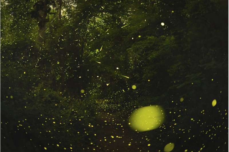 Тайна синхронного танца светлячков: как насекомые создают магическое световое шоу и чему у них могут научиться роботы