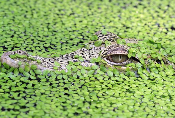 Гиганты на чужбине: как крупные животные вредят и людям, и природе