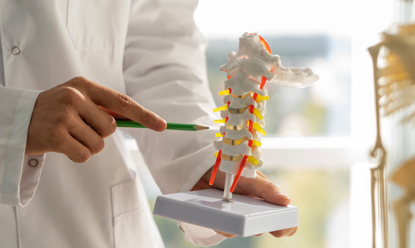 Ключ к прочным костям найден: как активация рецептора GPR133 открывает путь к лечению остеопороза