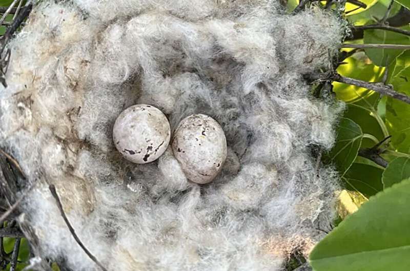 Птицы-садовники: как пернатые архитекторы невольно выращивают дикий хлопок на новых территориях