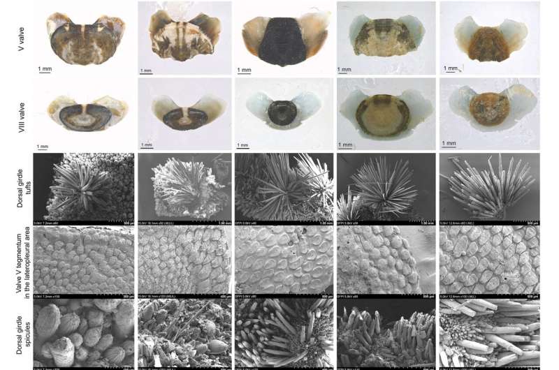 Загадка в восьми пластинах: как геном раскрыл древнего моллюска
