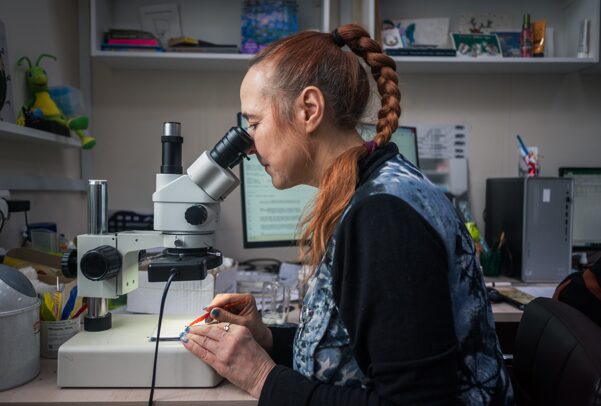 «О чем молчит хроматин?» Биологи выяснили роль «прыгающих генов» в эволюции мушек-дрозофил