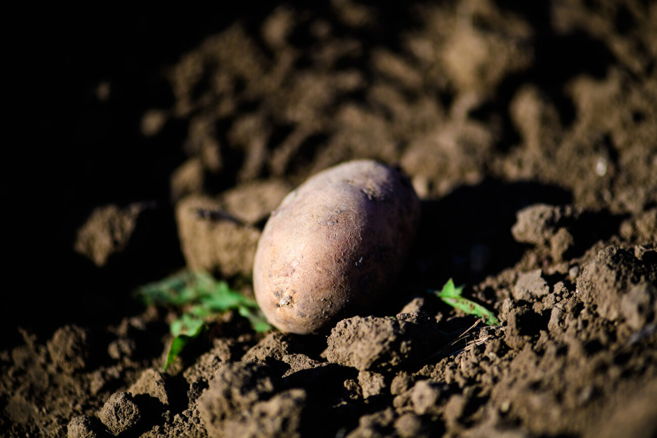 Лунная ферма будущего: картофель смог прорасти в имитации реголита. Но есть нюансы…