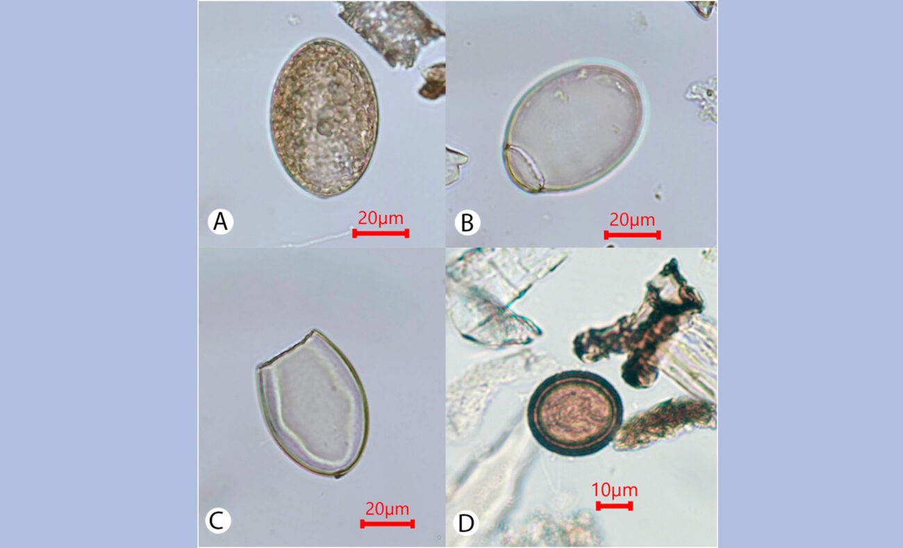 Ученые исследовали паразитарные заболевания у древних собак из Восточной Сибири возрастом 9 000 лет