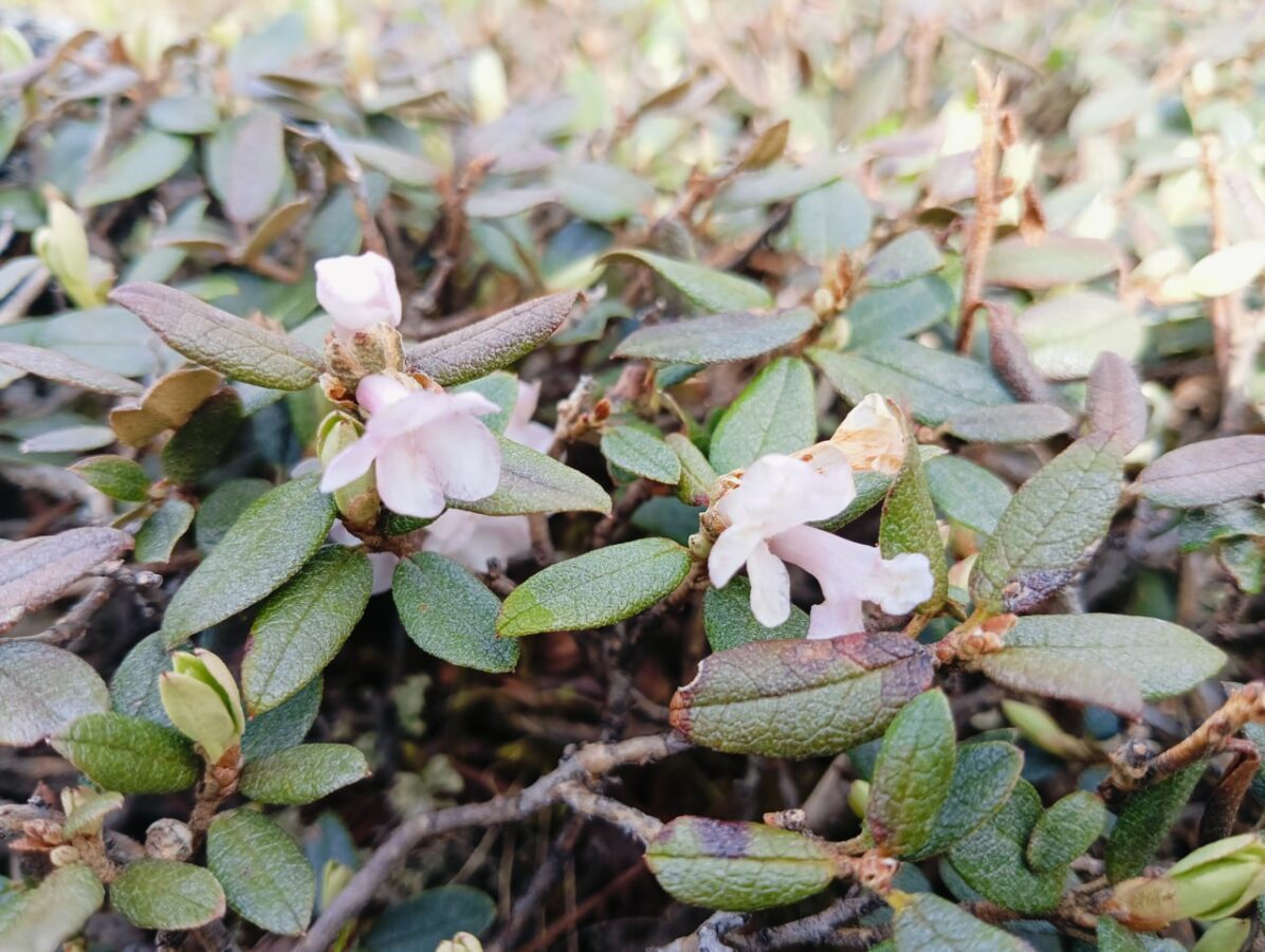 Целительный отвар. Назван напиток, который содержит более 50 полезных биологически активных соединений