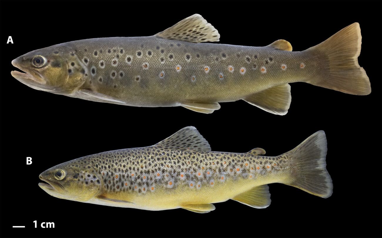 Какие секреты скрывала Волга? Генетическое сканирование выявило 10 новых видов рыб, три из которых — загадка для науки