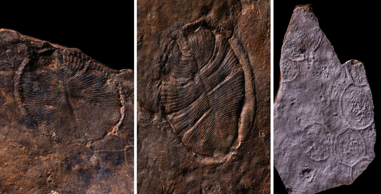 Уральские окаменелости переписывают историю: сложная жизнь зародилась раньше, чем думали 