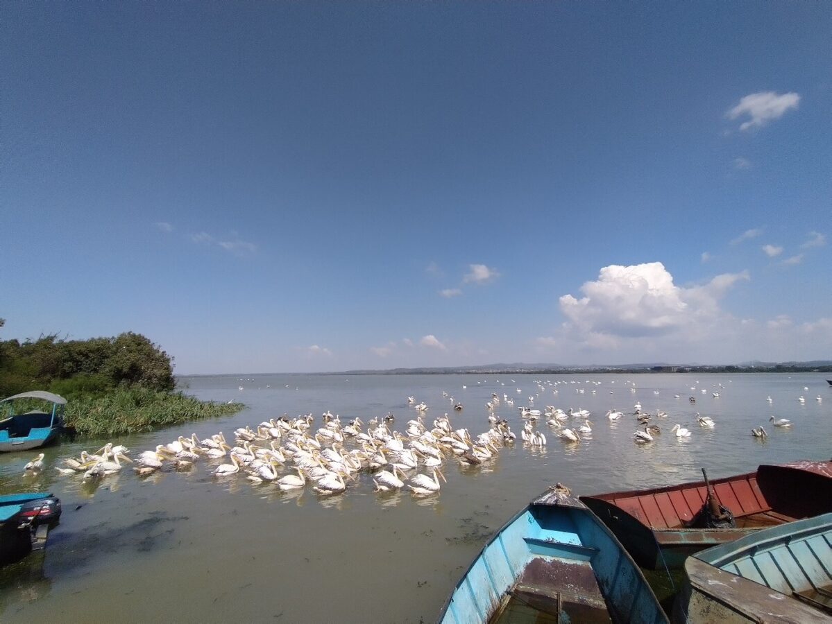 Исчезающие виды карповых рыб в африканском озере пока еще не потеряли свои пищевые специализации