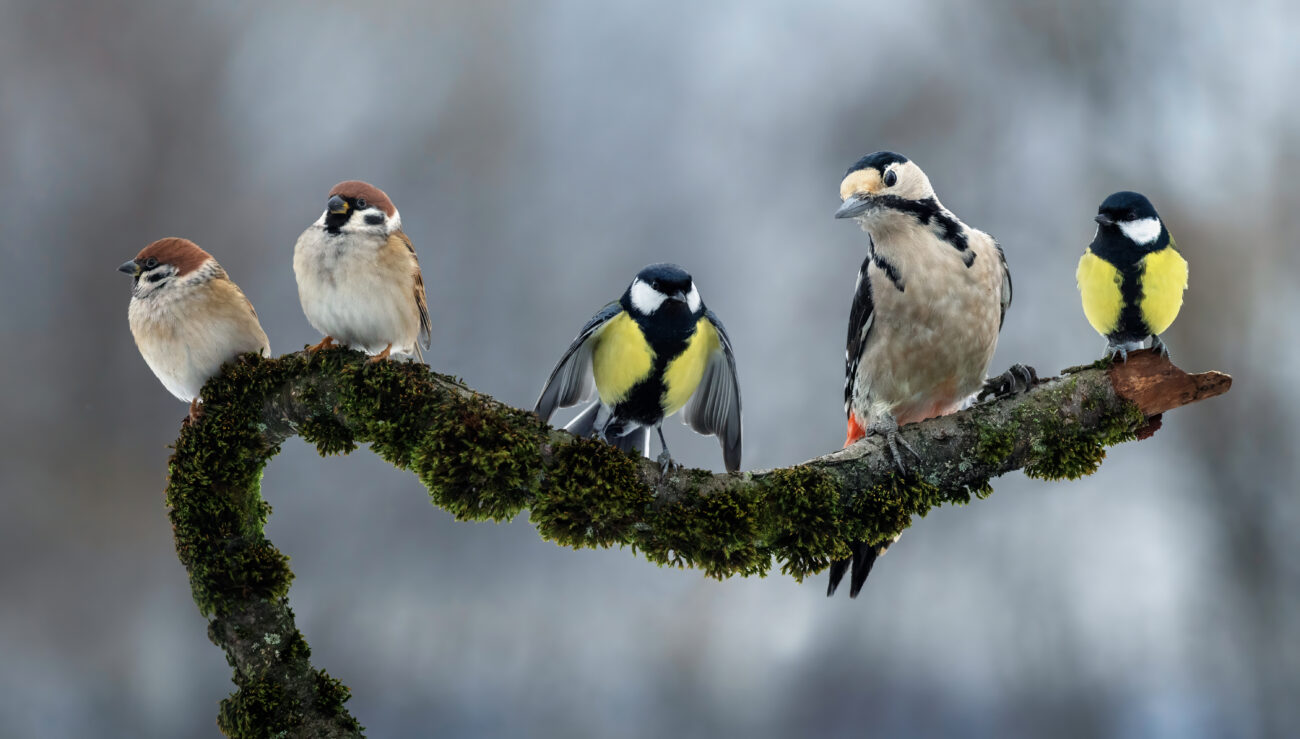 Пернатые десанты и скворечники-долгострои: Россия отмечает Международный день птиц