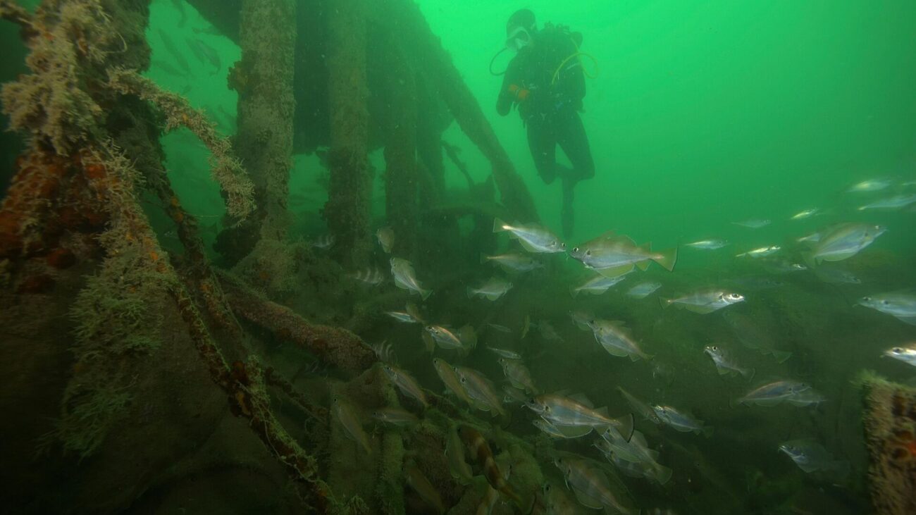 Забытый порт Птолемаиды: кладбище кораблей и новые тайны древнегреческой Ливии