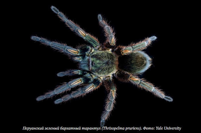 Для создания новых анальгетиков. Российские ученые выяснили, как оптимально синтезировать паучий токсин