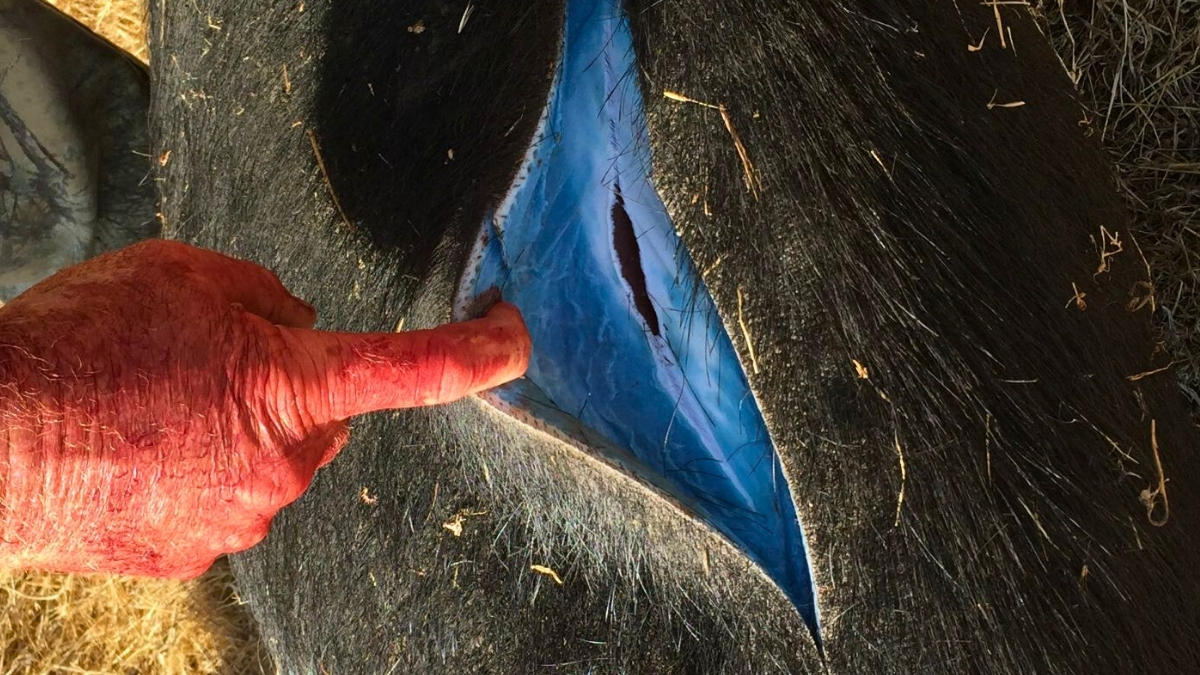 Охотников предупредили после жуткой находки у диких свиней в Калифорнии