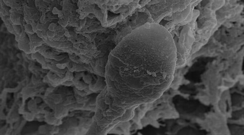 Космический лабиринт. Ученые ищут ответ на вопрос, почему сперматозоиды теряют путь к цели в невесомости