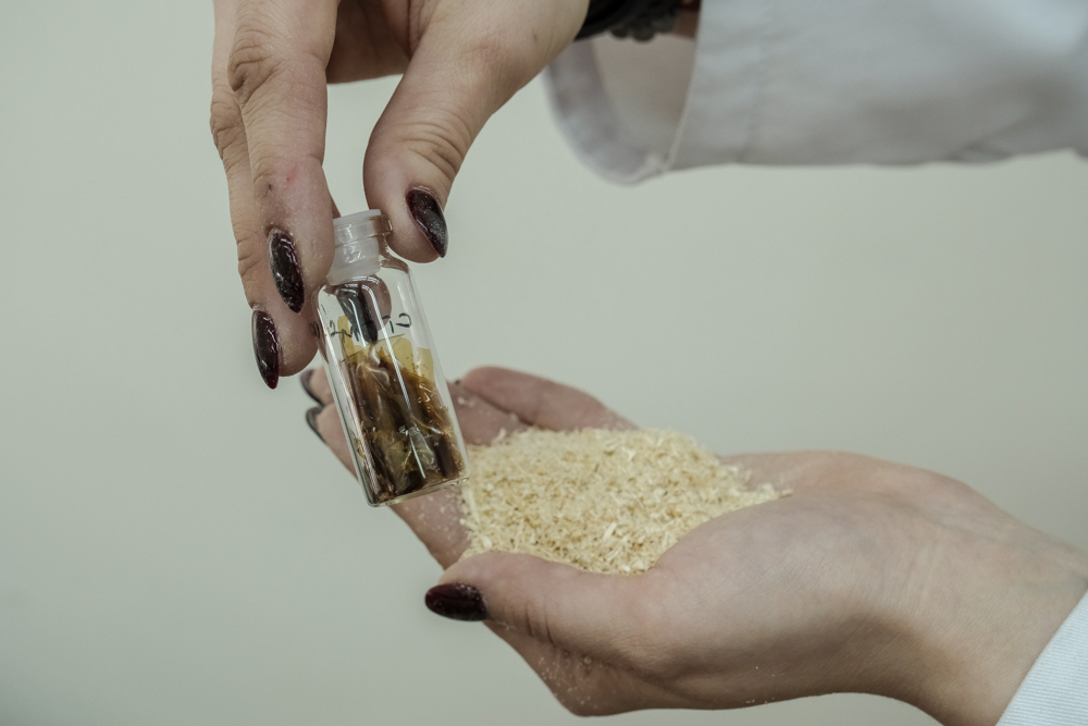 Секрет еловой щепы: исследователи нашли в отходах древесины основу для спасения сосудов человека